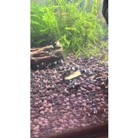Blue shadow panda caradina shrimp