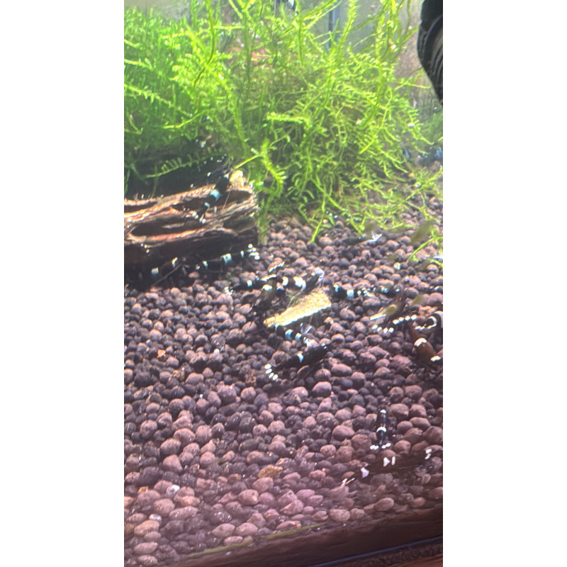 Blue shadow panda caradina shrimp