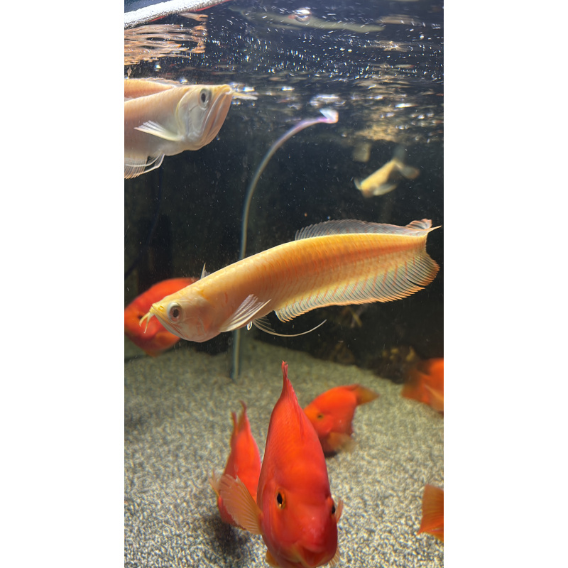 Albino arrowana