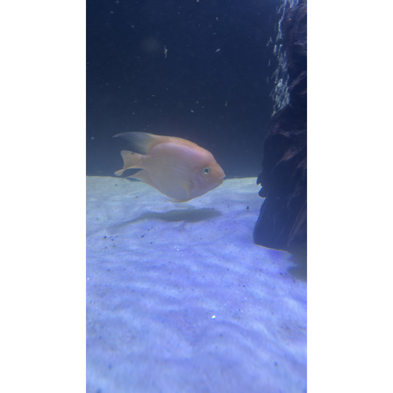 King Kong Parrot Yellow Yuonbo