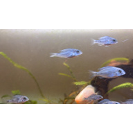 Juvenile dolphin head cichlids