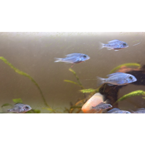 Juvenile dolphin head cichlids