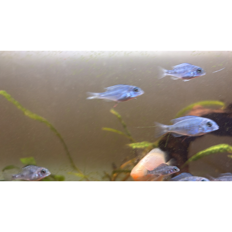 Juvenile dolphin head cichlids