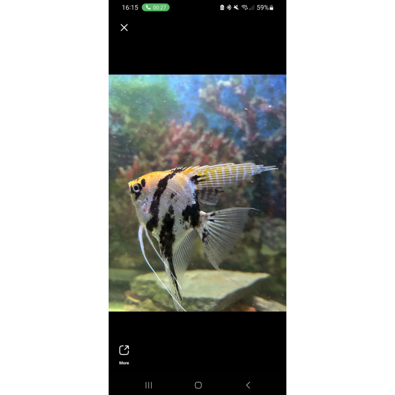 9x Angelfish (3–5″) Quick sale. Breeding Pair included