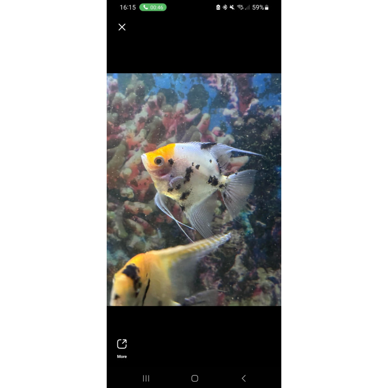 9x Angelfish (3–5″) Quick sale. Breeding Pair included