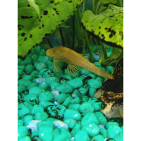 Albino Bristlenose Plecos – Homebred, Various Sizes Available
