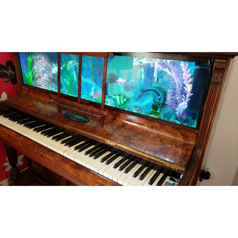 Cheshire oaks discus fish sales