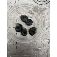 10 x Large Ramshorn Snails Planorbis corneus