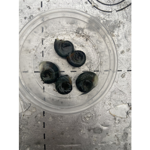 10 x Large Ramshorn Snails Planorbis corneus