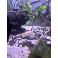 Long finned blue eyed lemon plecos
