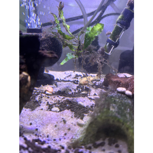 Short finned Blue eyed lemon plecos