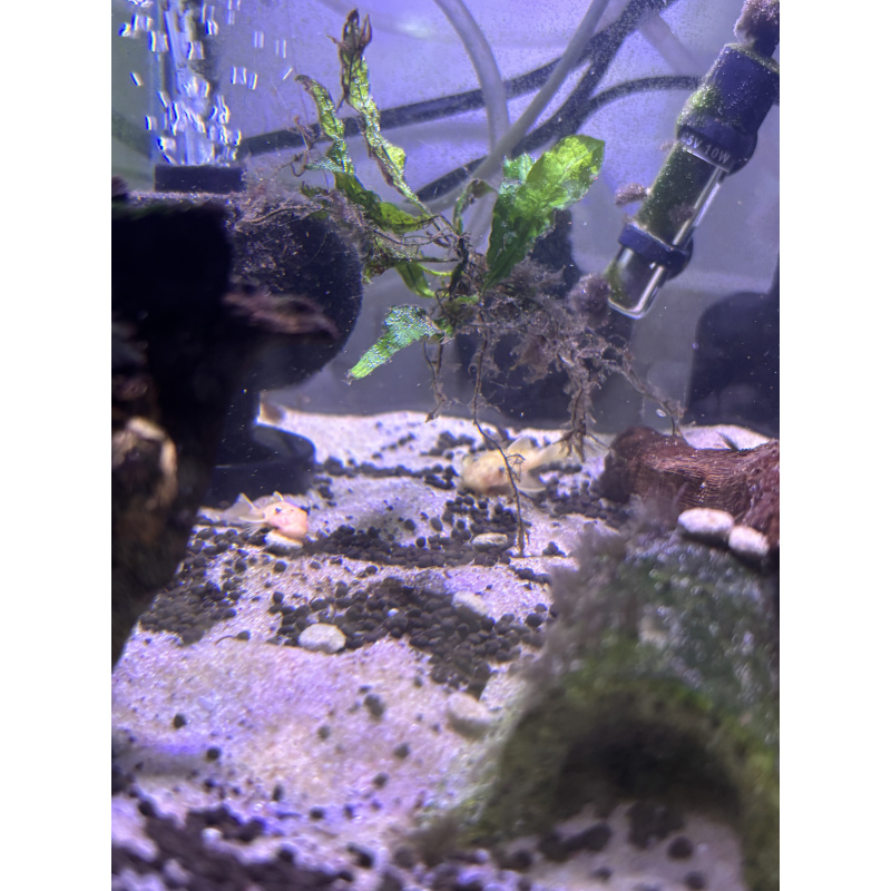 Short finned Blue eyed lemon plecos