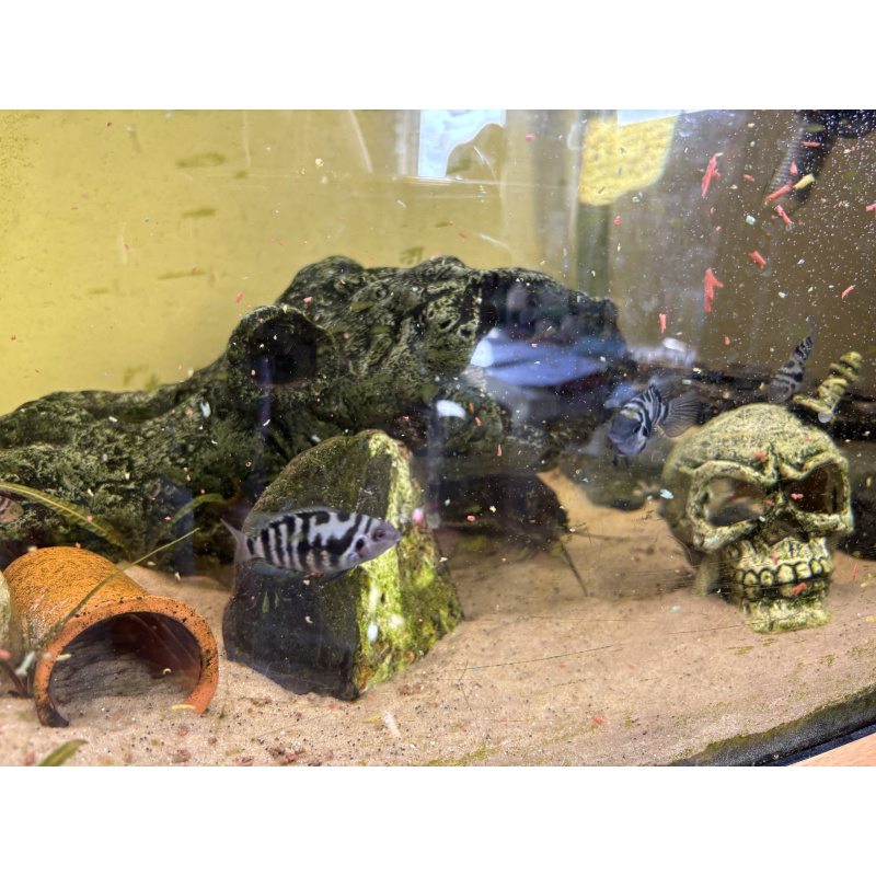 Convict cichlid proven breeding pair