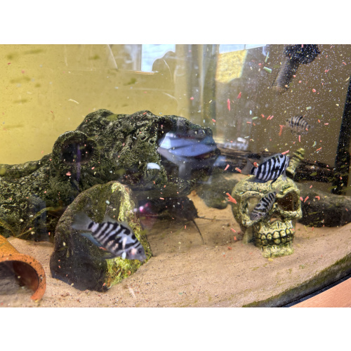 Juvenile convict cichlids