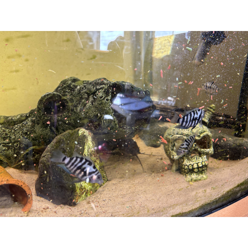 Juvenile convict cichlids