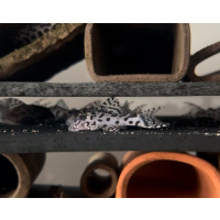 Hypancistrus L236 Super White