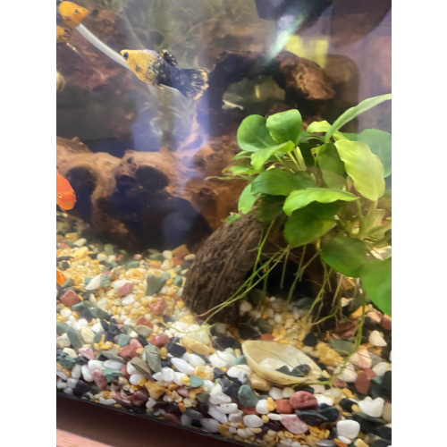 Tropical fish