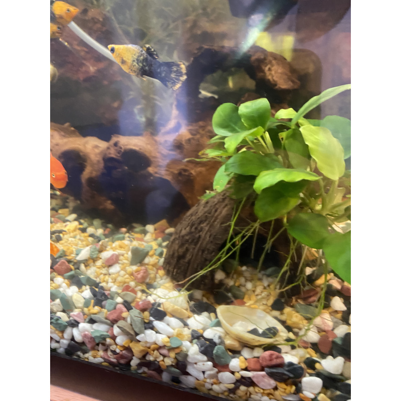 Tropical fish