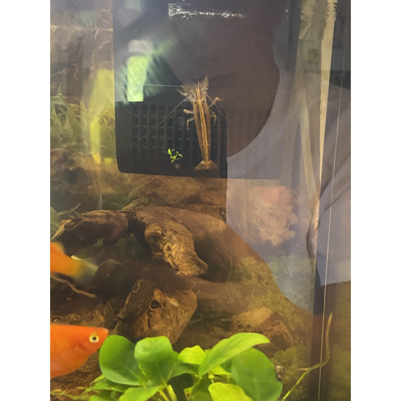 Tropical fish