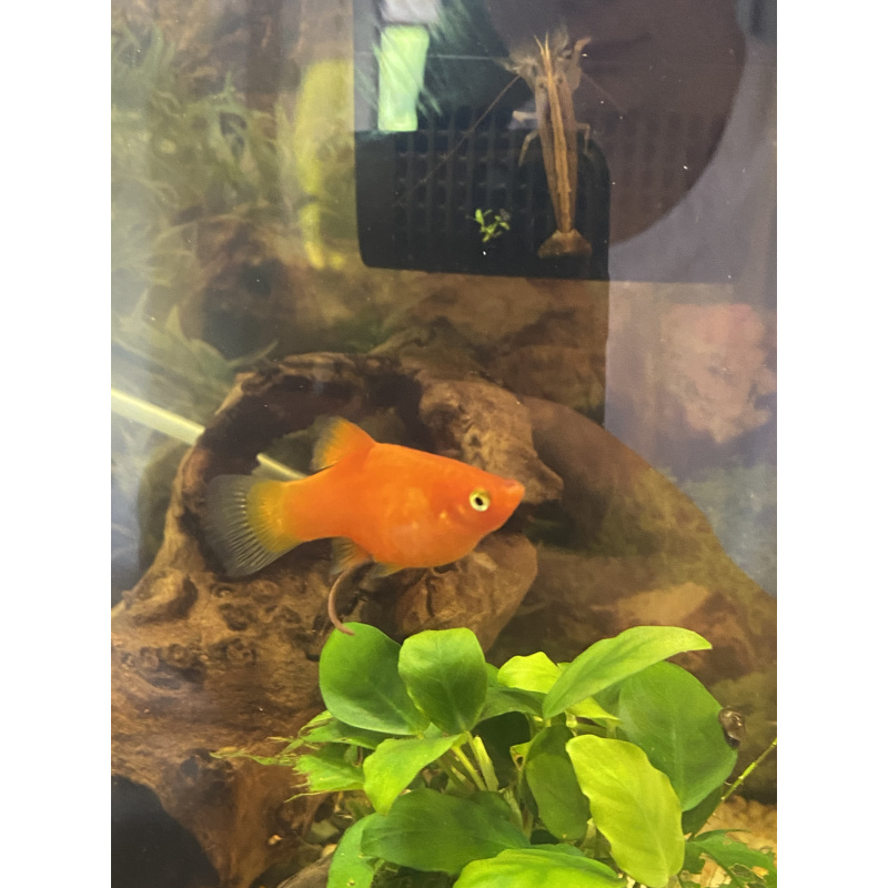 Tropical fish