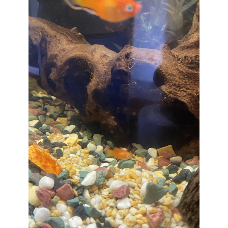 Tropical fish