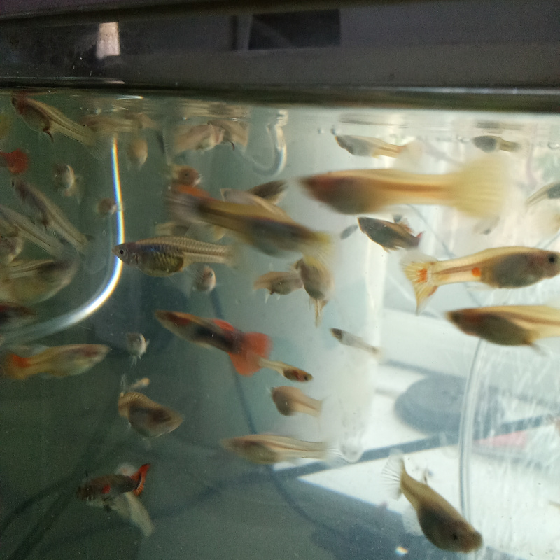 22 Guppies fry for 20£