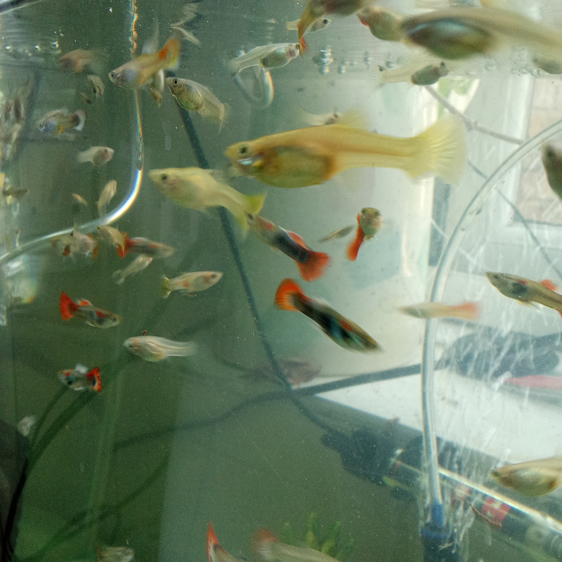 22 Guppies fry for 20£