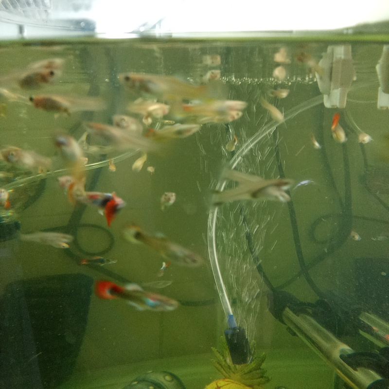 22 Guppies fry for 20£