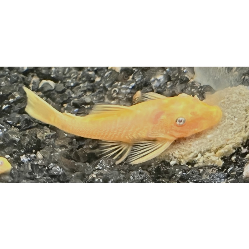 Lemon blue eye bristlenoses plecos (L144)