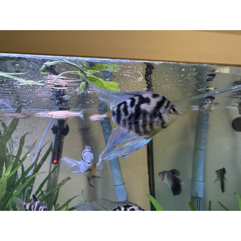 Tropical Fish Blue Cichlids – Including Long-Fin