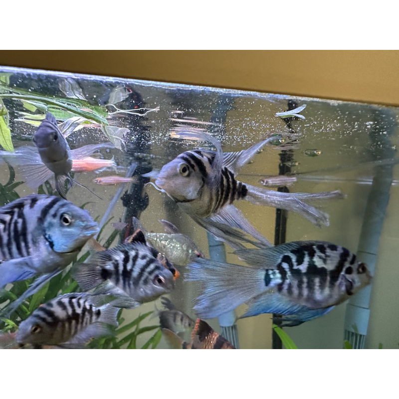 Tropical Fish Blue Cichlids – Including Long-Fin