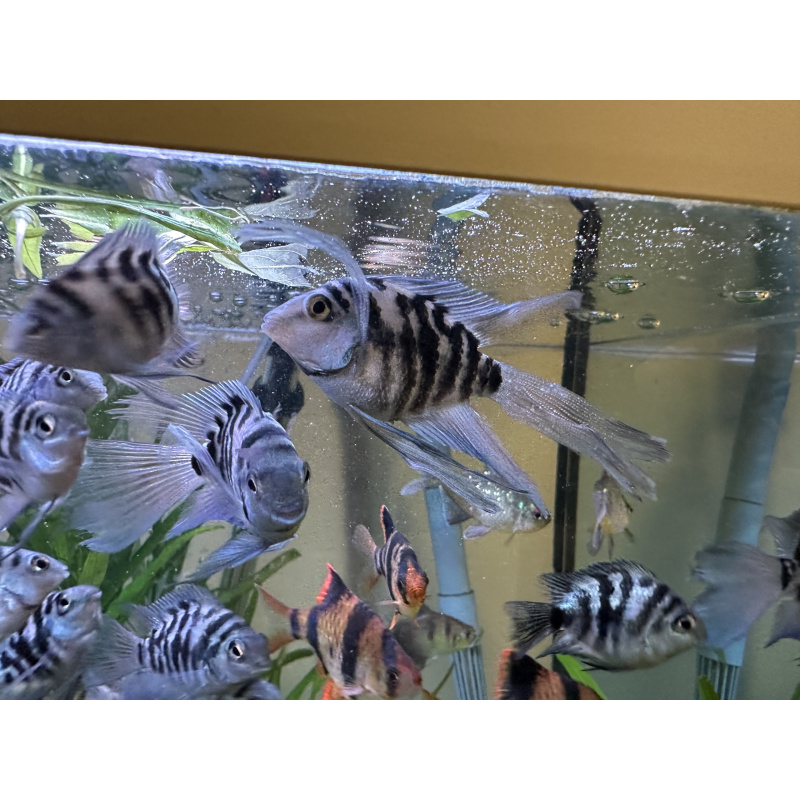 Tropical Fish Blue Cichlids – Including Long-Fin