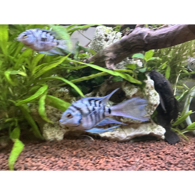 Tropical Fish Blue Cichlids – Including Long-Fin
