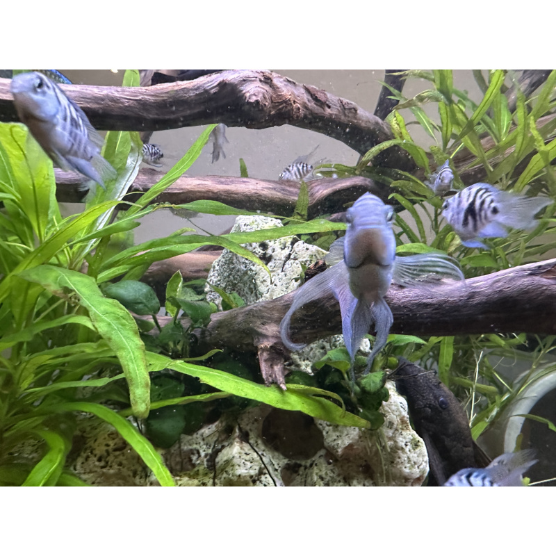 Tropical Fish Blue Cichlids – Including Long-Fin