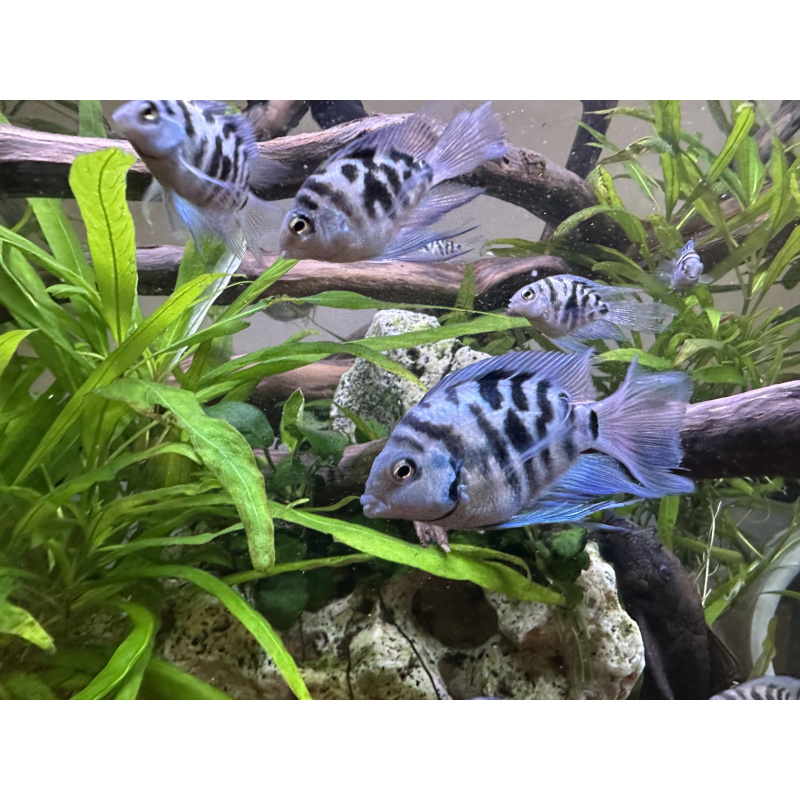 Tropical Fish Blue Cichlids – Including Long-Fin