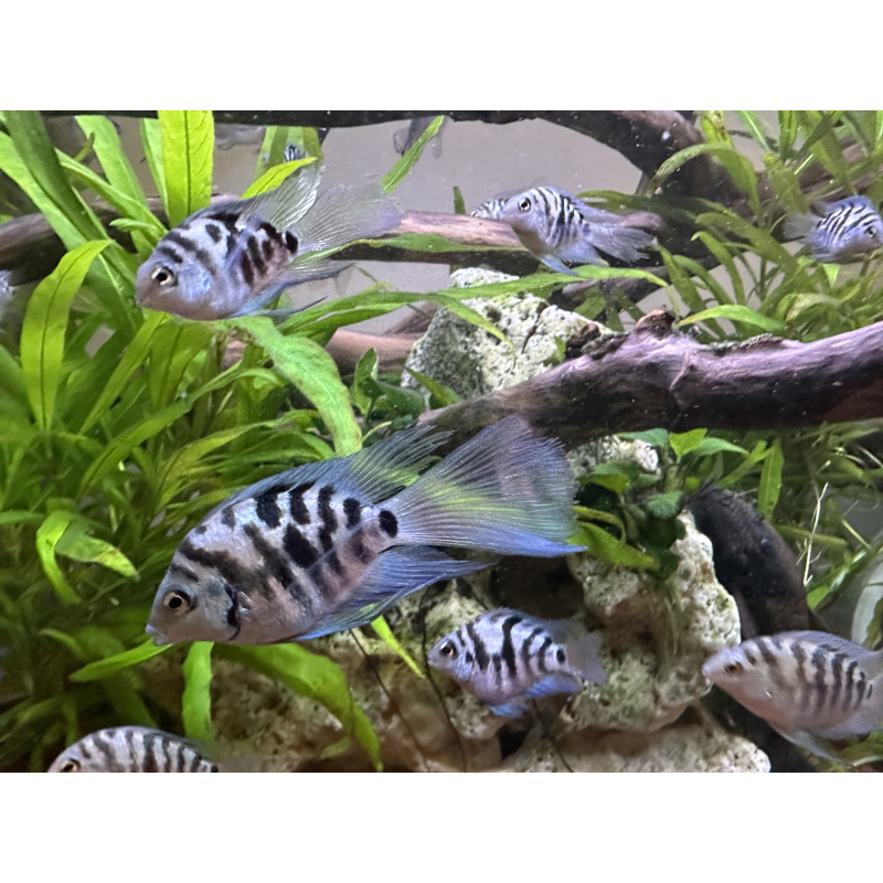 Tropical Fish Blue Cichlids – Including Long-Fin