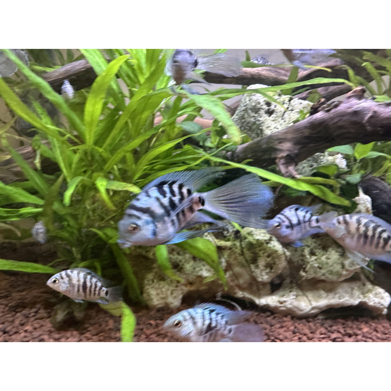 Tropical Fish Blue Cichlids – Including Long-Fin