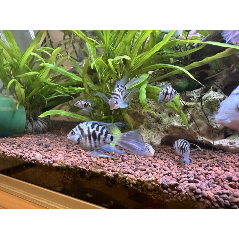 Tropical Fish Blue Cichlids – Including Long-Fin