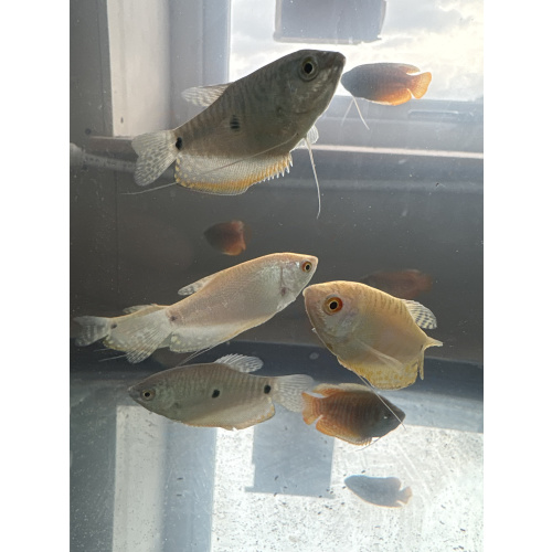 Assorted Three Spot Gourami for Sale UK - Trichopodus trichopterus 4.1-5cm