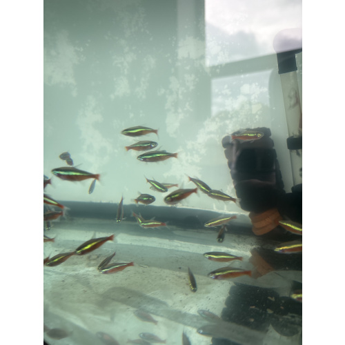 Cardinal Tetra for Sale UK - Paracheirodon axelrodi 2.1-2.5cm