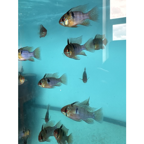 German Blue Ram for Sale UK - Mikrogeophagus ramirezi 2-2.5cm