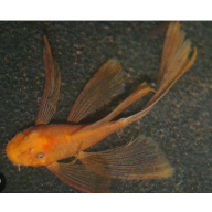Super Red long fin  Bristlenose pleco