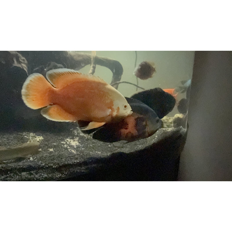 3 large Oscar’s ( can be sold separately)