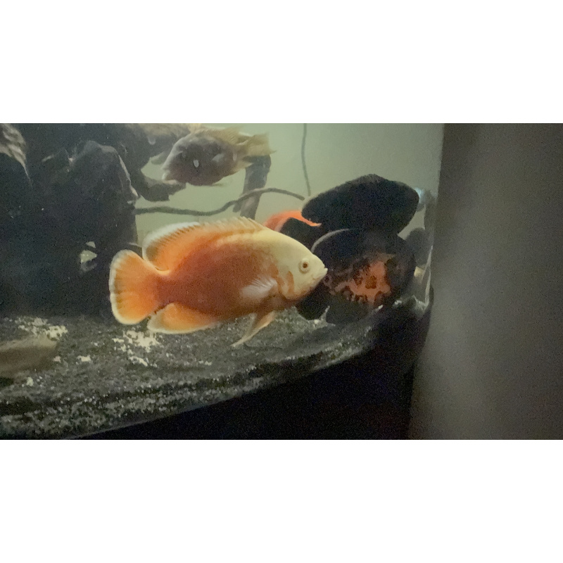 3 large Oscar’s ( can be sold separately)