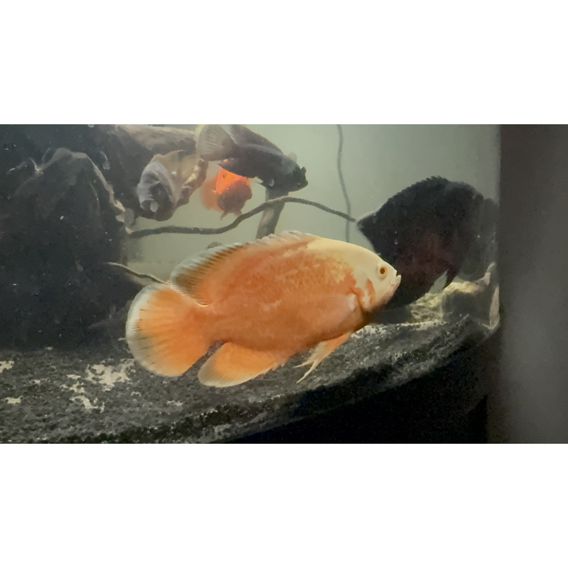 3 large Oscar’s ( can be sold separately)