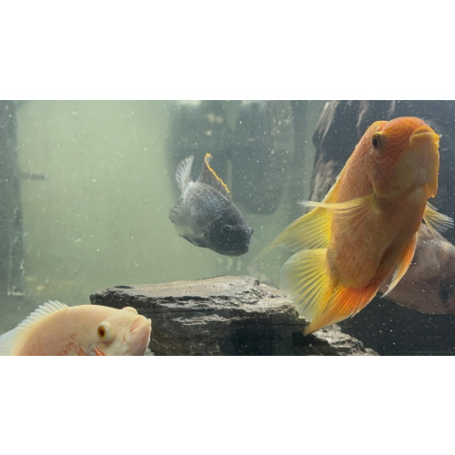 Female Xl blue acara