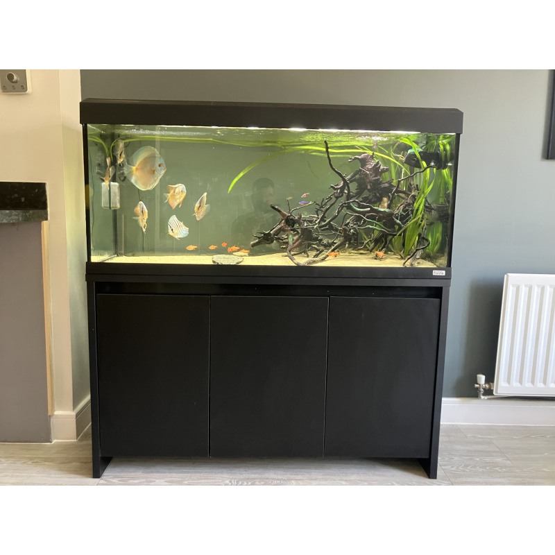 UK bred stendker Discus