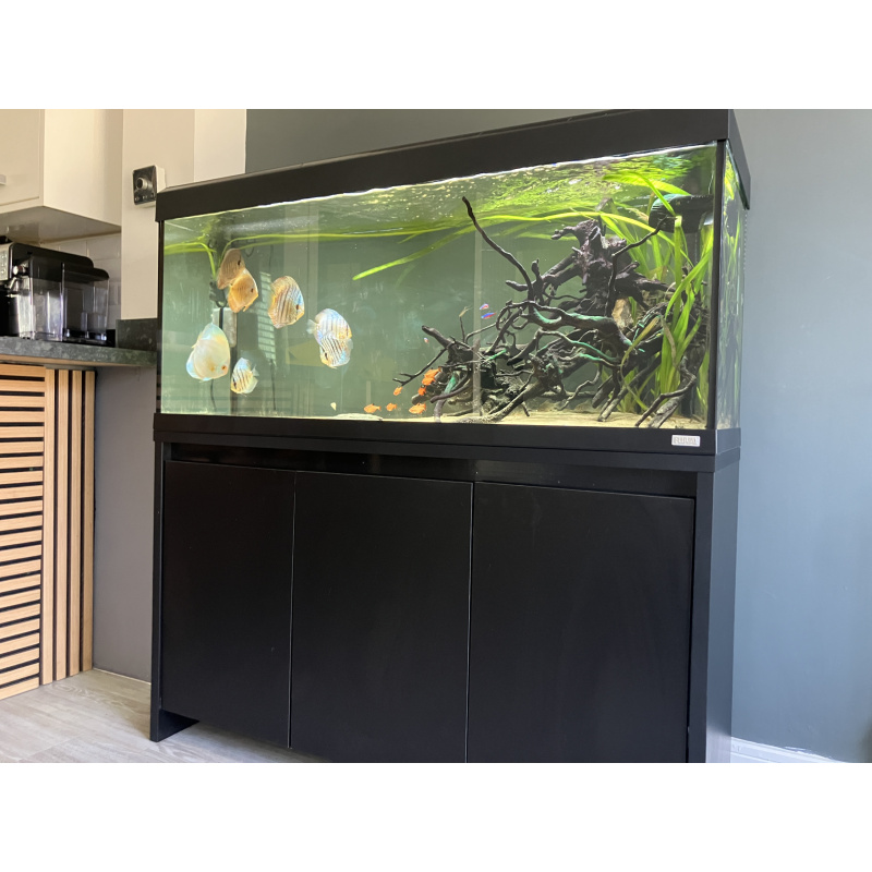 UK bred stendker Discus