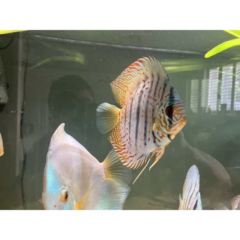 UK bred stendker Discus