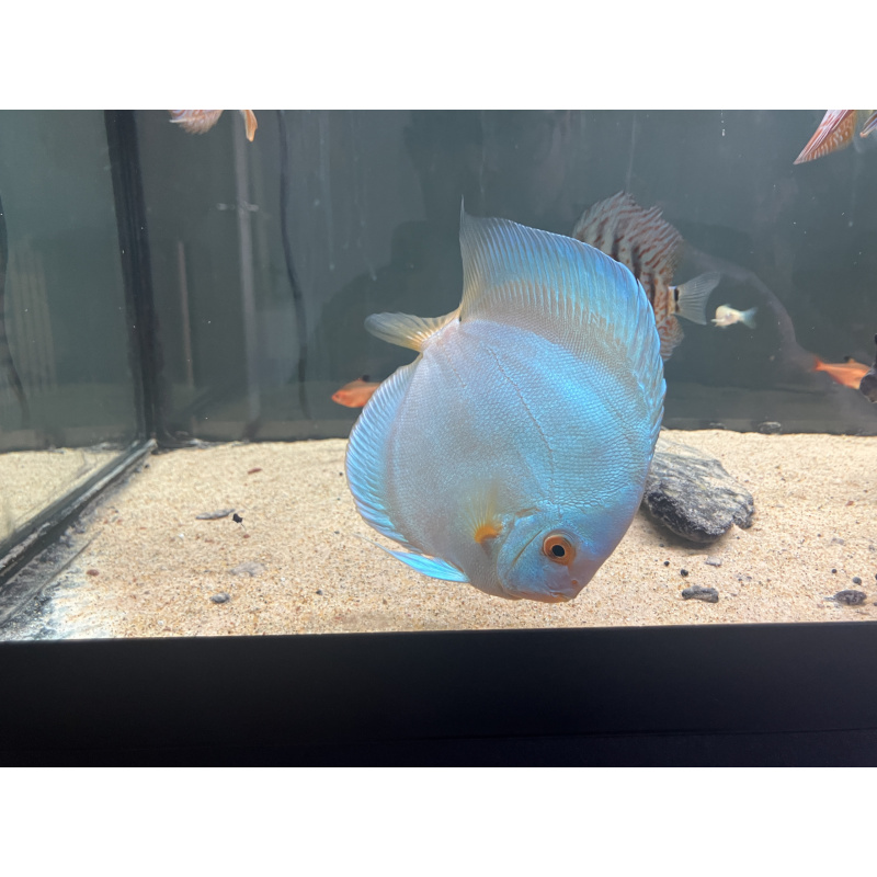 UK bred stendker Discus